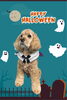 「Dog salon mofu mofu　余市町」
