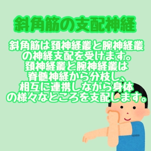 斜角筋の支配神経「斜角筋」