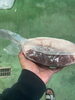 脂たっぷりの猪モモ肉「猪の極みシリーズ一部入荷と、青空カット付きジビエ時間」