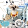 チワペキ　カット「🐶チワマル、チワペキ、マルプー、チワポメ、トリミングのお友達⚓️」