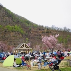 五天山公園の桜