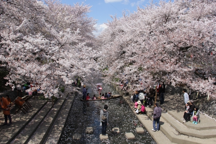 こうのすのおすすめサクラ さくら 桜スポット こうのすのおすすめスポットをご紹介 こうのす広場 鴻巣市