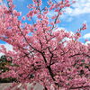 大学敷地内に咲いていた桜がきれいだったので…「本日(3/17)の仕事現場」