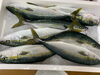 「鮮魚入荷致しました。[岩牡蠣は７月から販売致します。]」