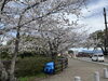 「西海橋物産館　西海橋・桜満開🌸」