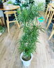 「観葉植物入荷しました」