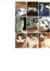 「迷い猫シロくんを探しています【11月7日　新居浜市船木付近】」