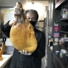 原木生ハム
