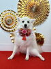 COCOちゃん「Happy New Year」