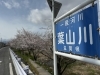 葉山川「栗東市　桜」