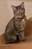 ひなちゃんは ドキドキしながら可愛くお返事「茶々丸君を ペットたわしでゴシゴシ!」
