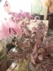 今日もステキな切り花 いろいろ入荷しました❗ | flower shop