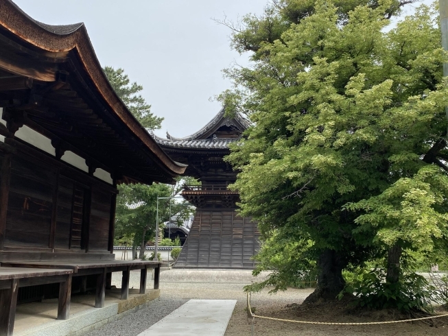 左が太子堂、右が菩提樹、真ん中奥が鐘楼です。「鶴林寺の「菩提樹」が開花しました。」