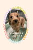 「Dog salon mofu mofu　余市町」