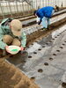 夏に向けて枝豆の種まき「事業所とまと 2月のあれこれ💝」