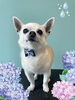 「Dog salon mofu mofu　余市町」