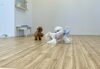 じゃれっこ〜「ましゅまろ幼稚園🐾」