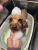 りんご酵素風呂「✂️🐶✨8月のご予約が埋まってきています✨🐶✂️」