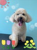「可愛い子ちゃん♡ Dog salon mofu mofu 余市町」
