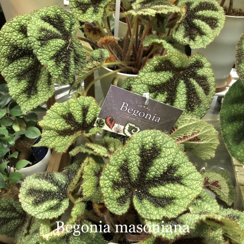 原種ベゴニア色々入荷しました!! | casa fiore(カーサフィオーレ 原種ベゴニア色々入荷しました!! | casa fiore(カーサフィオーレ