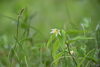 チゴユリ「たくさんの山野草が開花中！」