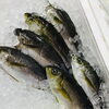 「魚魚市場鮮魚コーナーおすすめは「トビウオ・イサキ」です♪」