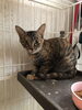 「家族の一員として迎えませんか？子猫の里親募集」
