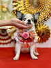 姫ちゃん「Happy New Year」
