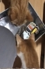 ご飯の入れ物を開けたら猛ダッシュ!でしたよ「お留守番中も ご飯を食べて欲しいんです…」