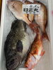 「本日鮮魚入荷致しました」