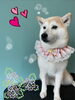 「可愛い子ちゃん♡ Dog salon mofu mofu 余市町」