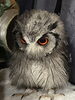 得意技のドヤ顔！「アフリカオオコノハズクのヒナ」