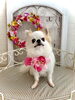ノアちゃん「わんこと秋桜」