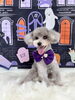 シオンちゃん　可愛いハイシニアちゃん♡「Happy Halloween 2026🎃」