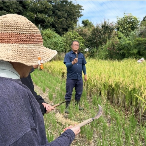 「肥留間農園さんで稲刈り🌾してきました！」