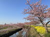 笠松河津桜「笠松河津桜ロード開花状況」