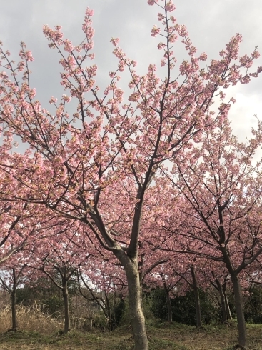 「桜が満開でしたよ(o^^o)」