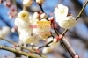 相模原北公園の梅園