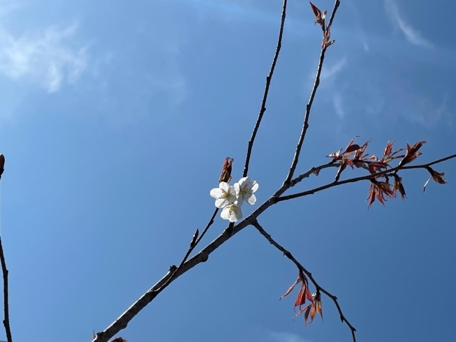 イロハモミジがどんどん成長しています ヤマザクラも顔を出し 春到来 株式会社ニューウェイブのニュース まいぷれ 新居浜市 イロハモミジがどんどん成長しています ヤマザクラも顔を出し 春到来 株式会社ニューウェイブのニュース まいぷれ 新居浜市