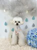 ちきくん「わんこと梅雨☔️」