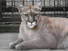 ピューマ「ジャガー・ピューマ　放飼時間変更のお知らせ」
