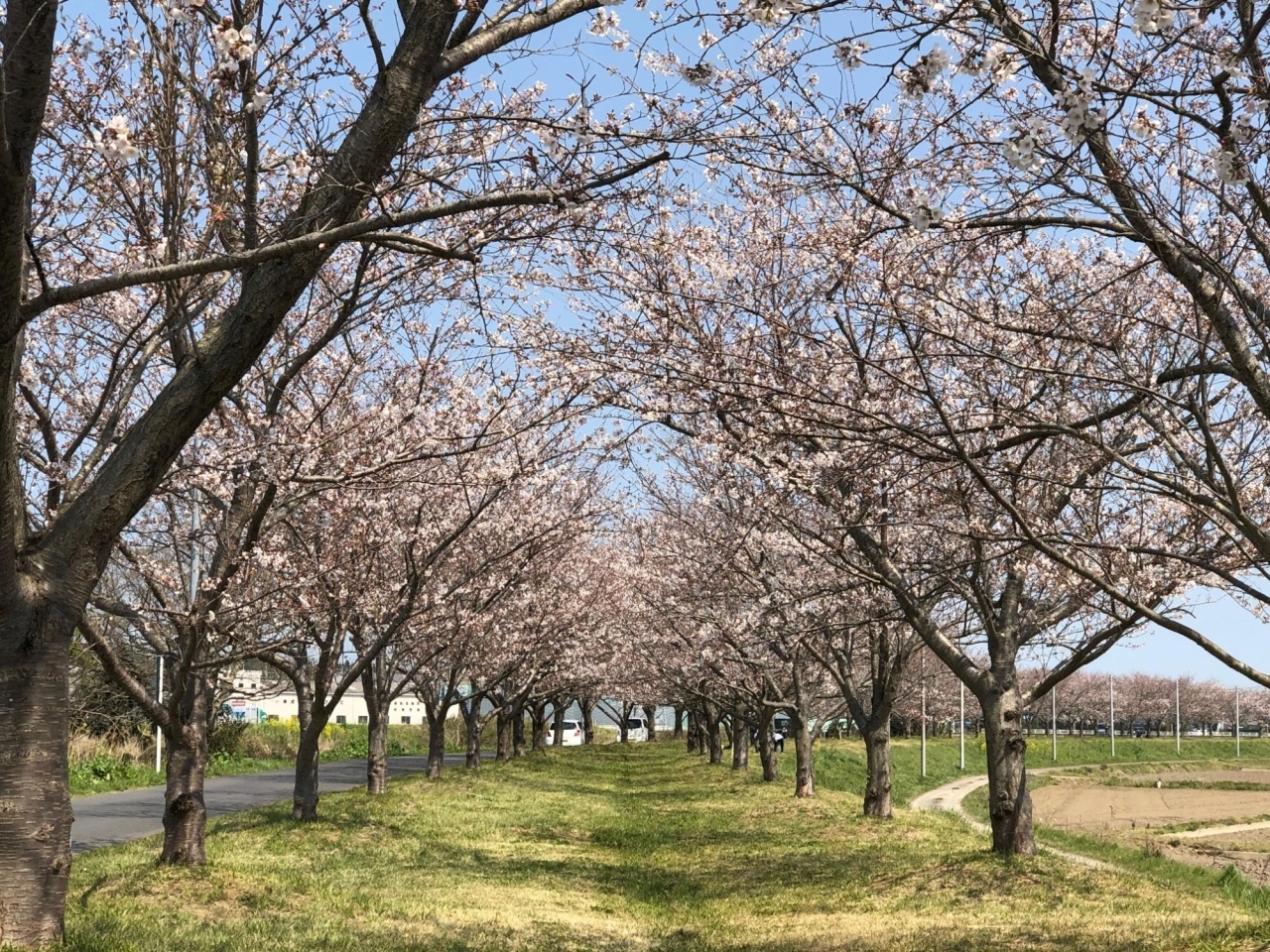 新利根川桜づつみ で川を渡る風を感じながらお花見しよう 龍ケ崎市 稲敷市 美浦村 河内町の桜特集 まいぷれ 龍ケ崎市 稲敷市 美浦村 河内町