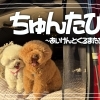 ちゅんたび ～市原発・愛犬と車旅～