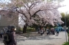 さくら 折本町西原公園の桜の大木 都筑区のお花見スポット まいぷれ 横浜市都筑区
