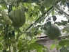 🍉すいか～「リトルビーンズ農園」