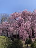 「🌸真福寺の桜、ただいま見ごろ！」