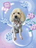 「Dog salon mofu mofu　余市町」