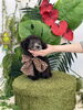 むくちゃん幸せになりま〜す♡「ティーカップ・プードルお迎え♡」