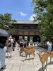 人懐っこい鹿たちと出会う日「奈良・東大寺へ下見に行ってきました」