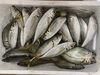 「鮮魚パックいろいろ販売中‼️〆鯖も販売致します🐳」